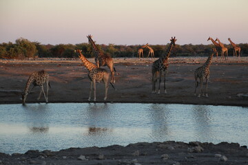 wasserloch namibia