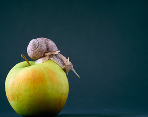 Snail on apple on background.