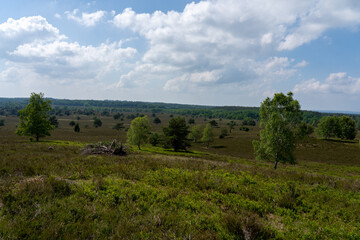 beautiful hillside landscape in the nature preservation area of the lueneburger heide