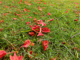 Fallen red flower on the grass field 