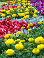 Flower bed with bright flowers