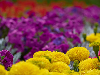 Obraz premium Flower bed with bright flowers