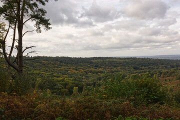 Countryside at Hindhead, Surrey, England