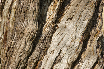Tree trunk detail