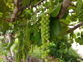 green sea  grapes on a tree 