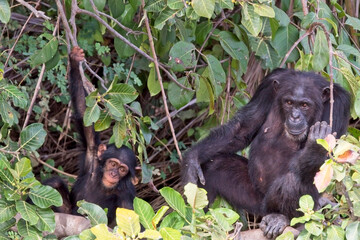 Chimpanzee (Pan troglodytes) mother and child, in a tree, Chimpanzee Rehabilitation Project, River Gambia National Park, Gambia.