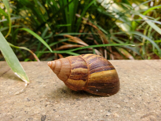 A snail hiding in its  shell in the garden