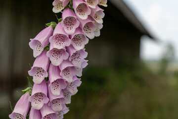 closeup of a foxglove flower in summertime in the nature preservation area of the lueneburger heide © Alexander