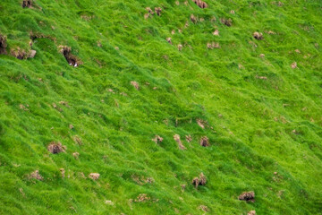 Puffins showing in the green hillside nesting zone