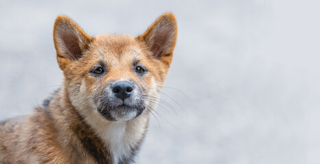 Shiba Inu Welpe Hund Portrait