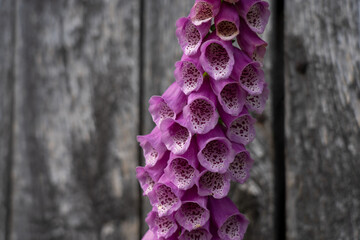 closeup of a foxglove flower with a wooden background in summertime in the nature preservation area...