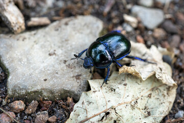 macro wood dung beetle anoplotrupes stercorosus on the ground