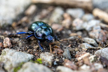 macro wood dung beetle anoplotrupes stercorosus on the ground