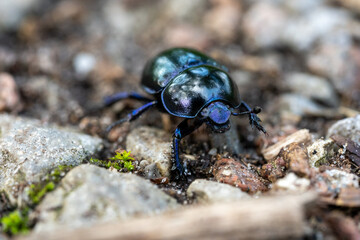 macro wood dung beetle anoplotrupes stercorosus on the ground