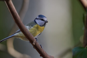 Little dear blue tit sits on a branch and watches the surroundings 2