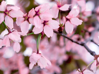 Obraz na płótnie Canvas Full frame view of cherry blossoms