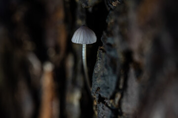 Mushrooms in the forest in autumn