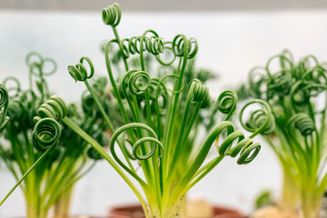 Albuca spiralis, commonly called the corkscrew albuca. The plant is recognizable by its distinctive leaves, which are narrow, spiral tipped with glandular hairs. It can be used as a houseplant.
