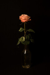 Rose on a black background