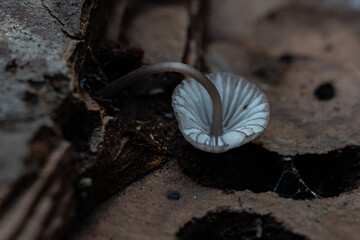 Mushrooms in the forest in autumn