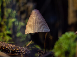 Mushrooms in the forest in autumn