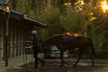 競走馬と飼育員