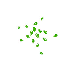 Falling green leaves. Fresh tea random leaves flyi