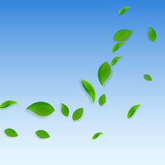 Falling green leaves. Fresh tea chaotic leaves fly