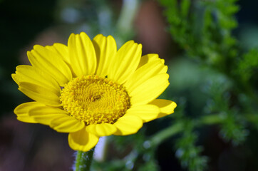 a yellow flower extreme closeup
