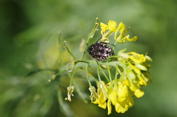 Oxythyrea funesta bug close view