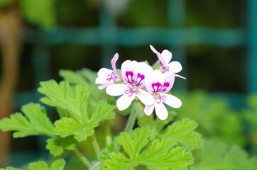 detailed close view of a pink flower