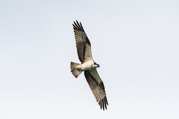Fototapeta premium ミサゴ飛翔(osprey)