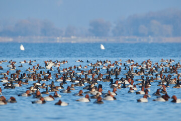 Naklejka premium Thousands of ducks swim on Lake Constance