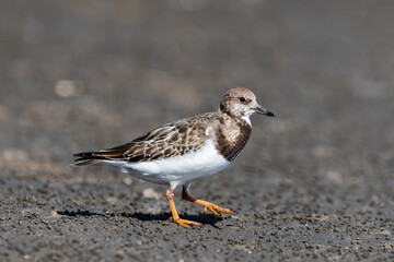 キョウジョシギ幼鳥(Ruddy Turnstone)