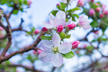 Fototapeta na wymiar Flowering branches of Apple. Flowers tree close-up. Soft bokeh. Soft selective focus.