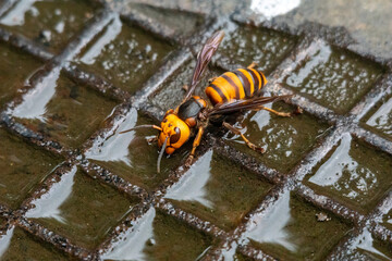 スズメバチの飲水タイム！
オオスズメバチがマンホールに溜まった水を飲みに来ていました！