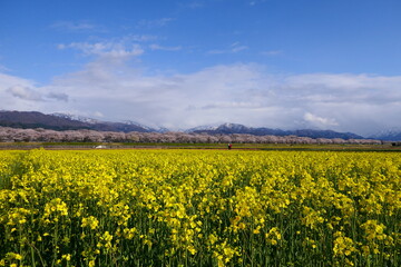 Fototapeta premium 北陸の名所、舟川べり春の四重奏。朝日、富山、日本。４月中旬。