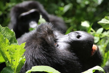 Obraz premium gorillas