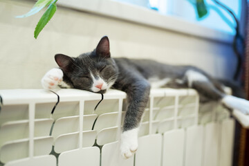  cat sleeping on heating radiator - obrazy, fototapety, plakaty