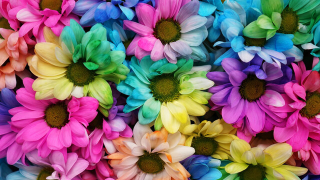 Rainbow Daisies. Rainbow Flower. Bouquets of blossom rainbow flowers, selective focus. Multi colored daisy flowers pattern background