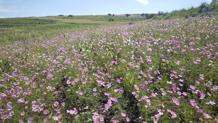 Field of flowers in the Mountains