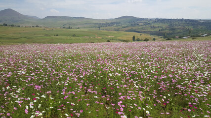 Field of pink and purple flowers