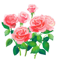 Watercolor pink roses on white background