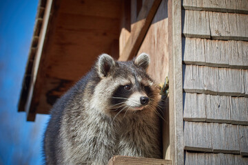 Fat raccoon explores the area 4