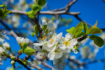 Flowering branch of cherry (Cerasus). Cherry blossoms close-up. Cherry against the blue sky. Soft selective focus.