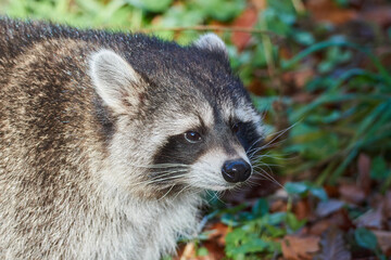 Fat raccoon explores the area 3