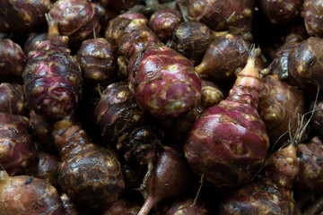 Jerusalem artichoke Red (Helianthus tuberosus) natural organic food