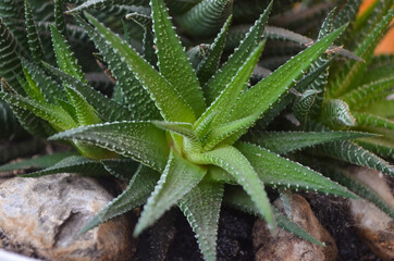 Detailed macro picture of a green fresh plant aloe vera. Succulent plant, cactus, tropical and exotic plant.