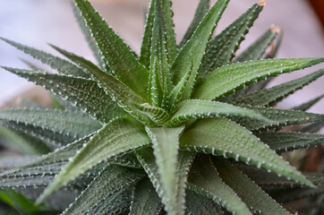 Close up picture of aloe vera, houseplant. Succulent texture.