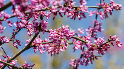Eastern Redbud, or Eastern Redbud Cercis canadensis purple spring blossom in sunny day. Close-up of Judas tree pink flowers. Selective focus. Nature concept for design.